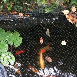 Goldfische in gepflegten Teich abzugeben