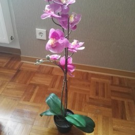 Unechte Orchidee 1