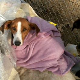 wärme für die Hunde im Tierheim in Griechenland