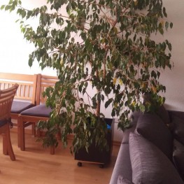 Große Zimmerpflanze, Ficus Benjamini