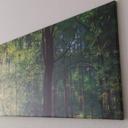 Leinwandbild Wald 150x50 cm 1