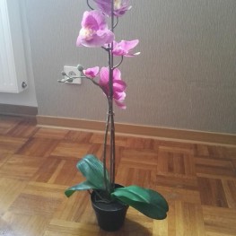 Unechte Orchidee