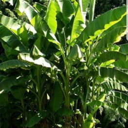 Bananenpflanze Ableger gesucht (hochwachsend)