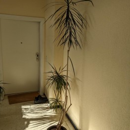 Große Pflanzen 1
