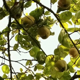 Birnen- und Apfelquitten