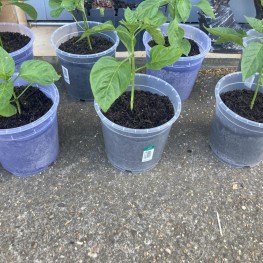 Paprika Pflanzen zu verschenken 