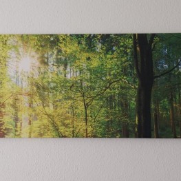Leinwandbild Wald 150x50 cm